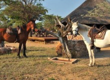KWAF - Horse Safari