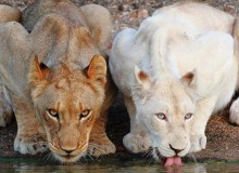 motswari lion 004