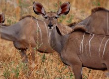 game-recipe-kudu-1