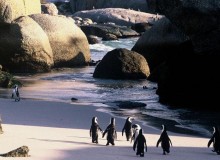 western cape Boulders beach penguins